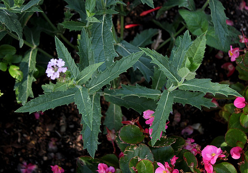 Verbena rigida= venosa
