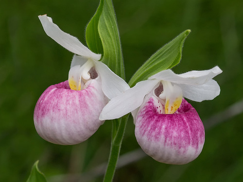 Cypripedium reginae (Showy Lady's-slipper orchid)