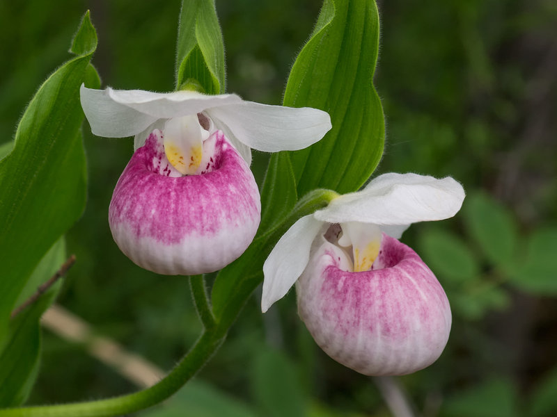 Cypripedium reginae (Showy Lady's-slipper orchid)