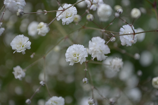 gypsophile paniculata 'bristol fairy' DSC 0044