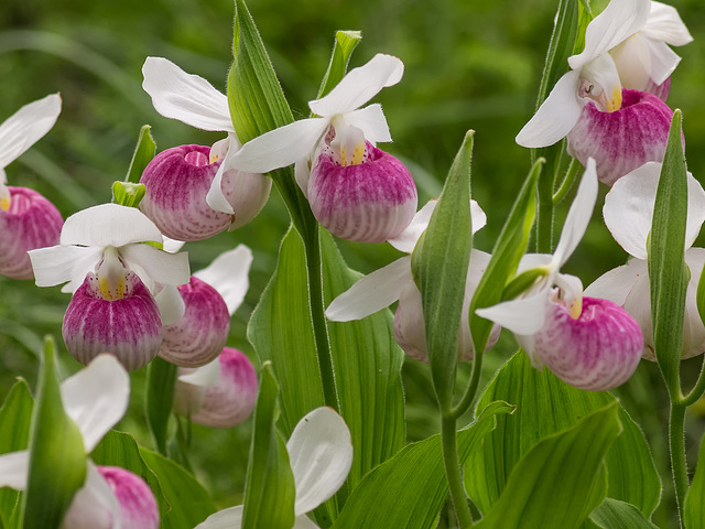 Cypripedium reginae (Showy Lady's-slipper orchid)