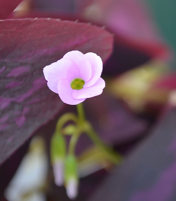 Oxalis triangularis DSC 0062