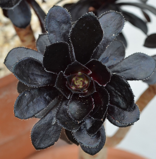 Aeonium Atropurpureum 'Schwarzkopf' DSC 0065