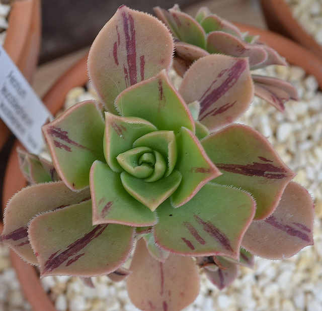 Aeonium leucoblepharum v; leucoblepharum DSC 0073