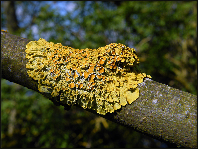 lichen on a branch