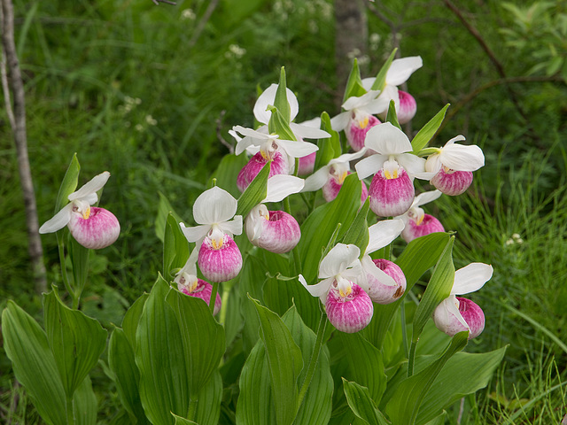 Cypripedium reginae (Showy Lady's-slipper orchid)