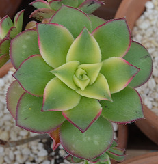 aeonium haworthii DSC 0078