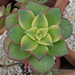 aeonium haworthii DSC 0078