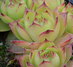 Sempervivum DSC 0082