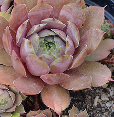 Sempervivum DSC 0085