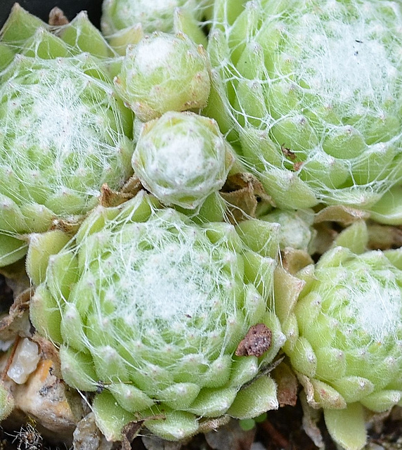 Sempervivum DSC 0088