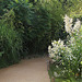 Bambous , Miscanthus , Rhus typhina et Persicaria polymorpha