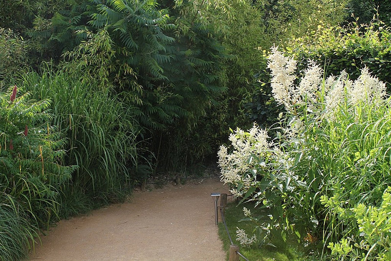 Bambous , Miscanthus , Rhus typhina et Persicaria polymorpha