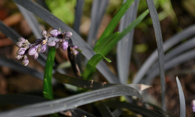 Ophiopogon planiscapus 'nigrescent' DSC 0097