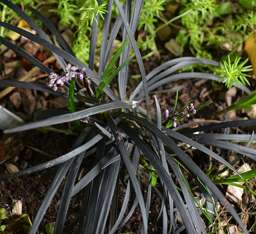 Ophiopogon planiscapus 'nigrescent' DSC 0098