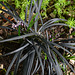 Ophiopogon planiscapus 'nigrescent' DSC 0098