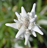 Leontopodium alpinum 'Matterhorn' DSC 0105