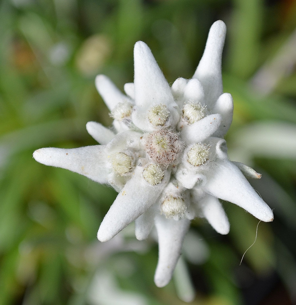 Leontopodium alpinum 'Matterhorn' DSC 0105