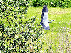 Graureiher? Blaureiher?