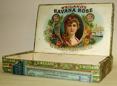 Havana_Rose_IL