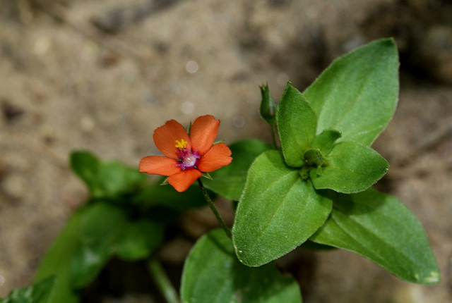 Anagallis