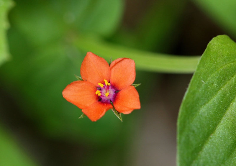 Anagallis (2)