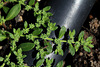 Herniaire- Herniaria hirsuta
