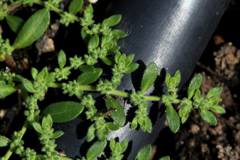 Herniaire- Herniaria hirsuta