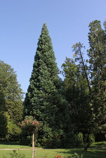 Sequoïa du jardin Vinay