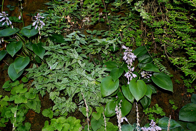 Lamium et Hosta -Murs végétaux