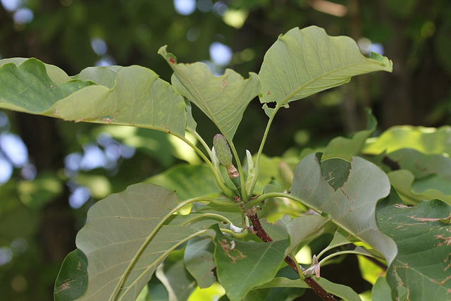 Magnolia acuminata