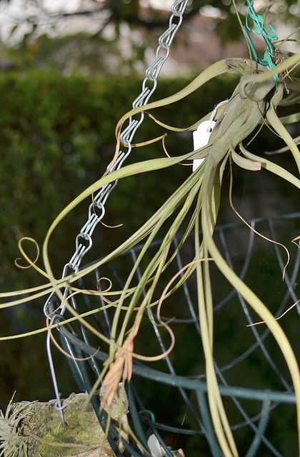 Tillandsia DSC 0114