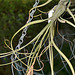 Tillandsia DSC 0114