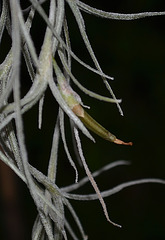 Tillandsia usneoide DSC 0122