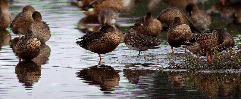 20120908 1322RD8w [D-MS] Ente