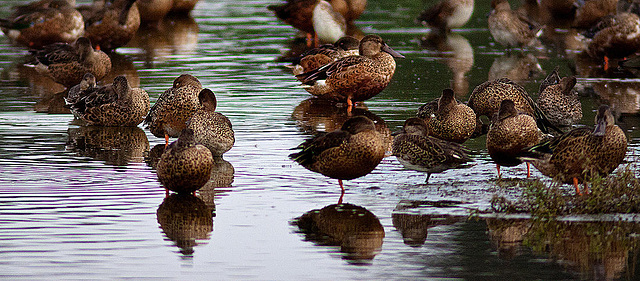 20120908 1323RD8w [D-MS] Ente