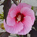 Hibiscus x moscheutos Summer Storm DSC 0125