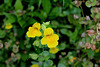 Mimulus guttatus - Murs végétaux