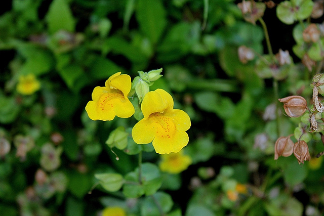 Mimulus guttatus - Murs végétaux