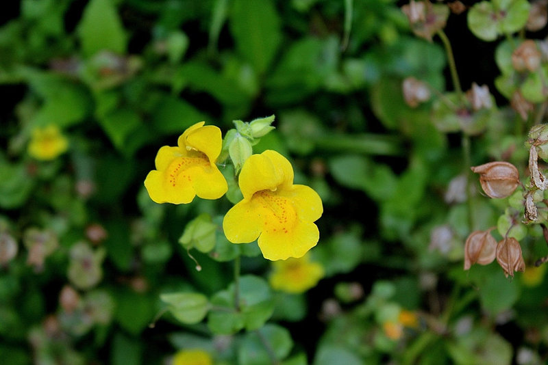Mimulus guttatus - Murs végétaux