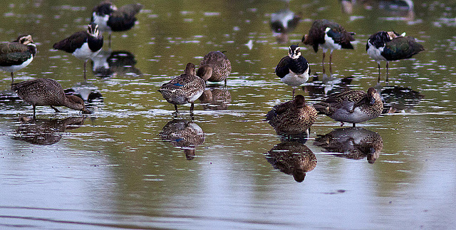 20120908 1327RD8w [D-MS] Ente, Kiebitz