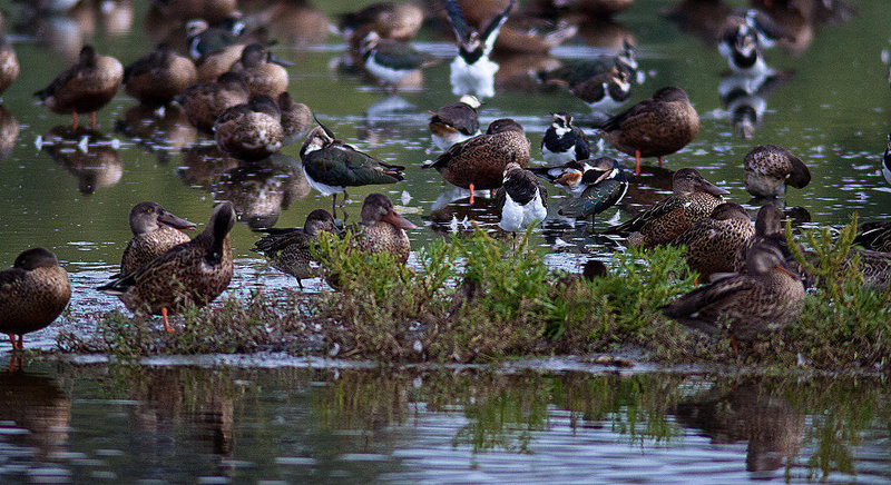 20120908 1328RD8w [D-MS] Ente, Kiebitz