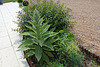 Verbascum phlomoïdes