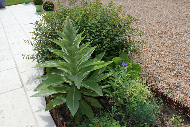 Verbascum phlomoïdes
