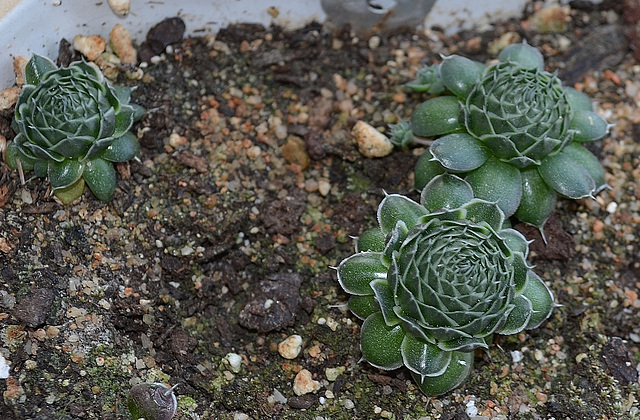 Orostachys spinosa DSC 0135