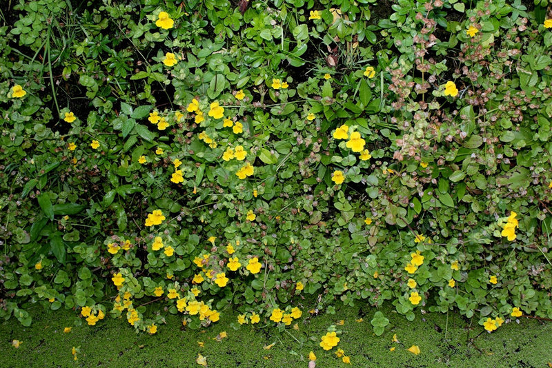 Mimulus guttatus - Murs végétaux (2)