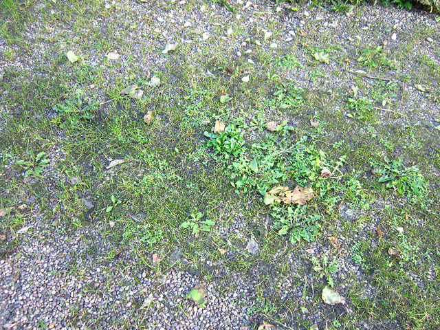 The driveway full of weeds this morning