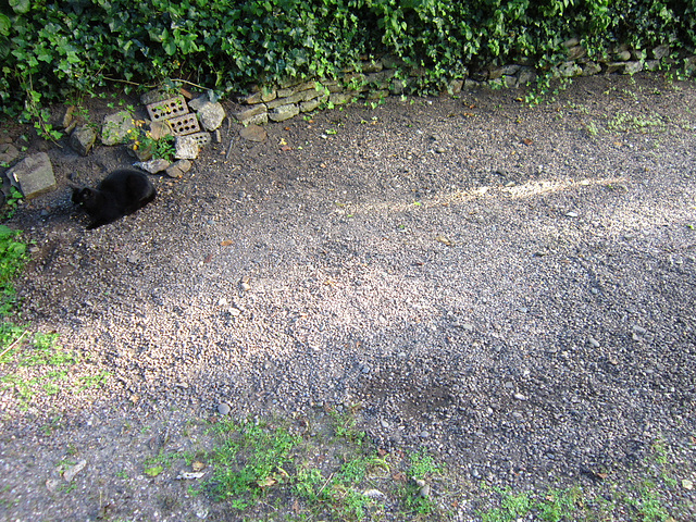 Weeded a lot today - even Pippin helped me!