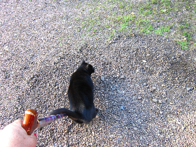 For some weird reason Pippin loves my walking stick