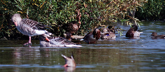 20120908 1345RDw [D-MS] Graugans, Ente